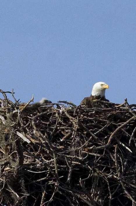 Bald Eagle on Wassaw Island