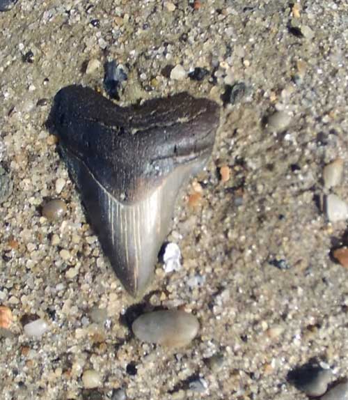 Fossil Hunting Tybee Island