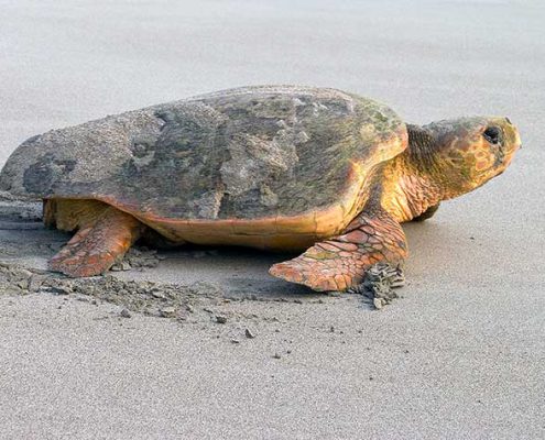 Wassaw Island Loggerhead Turtle