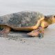 Wassaw Island Loggerhead Turtle
